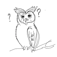 confused owl