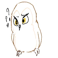 confused owl